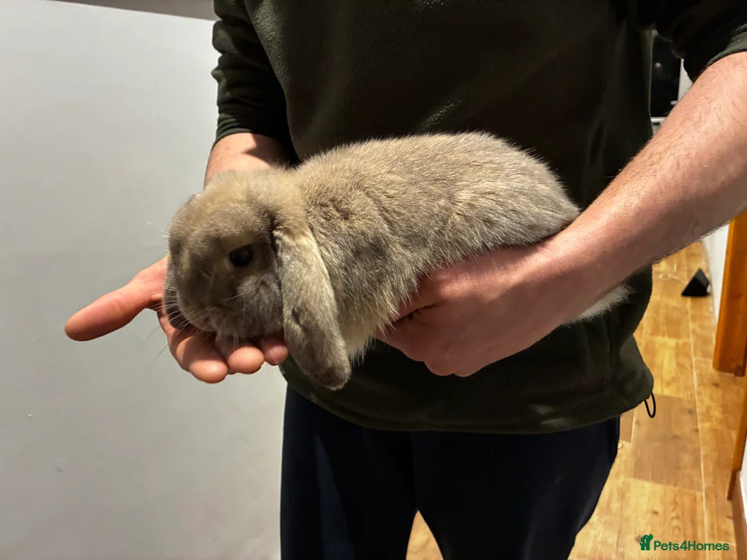 Mini Lop rabbits for sale: Mini Lop boy in King's Lynn - Advert 1