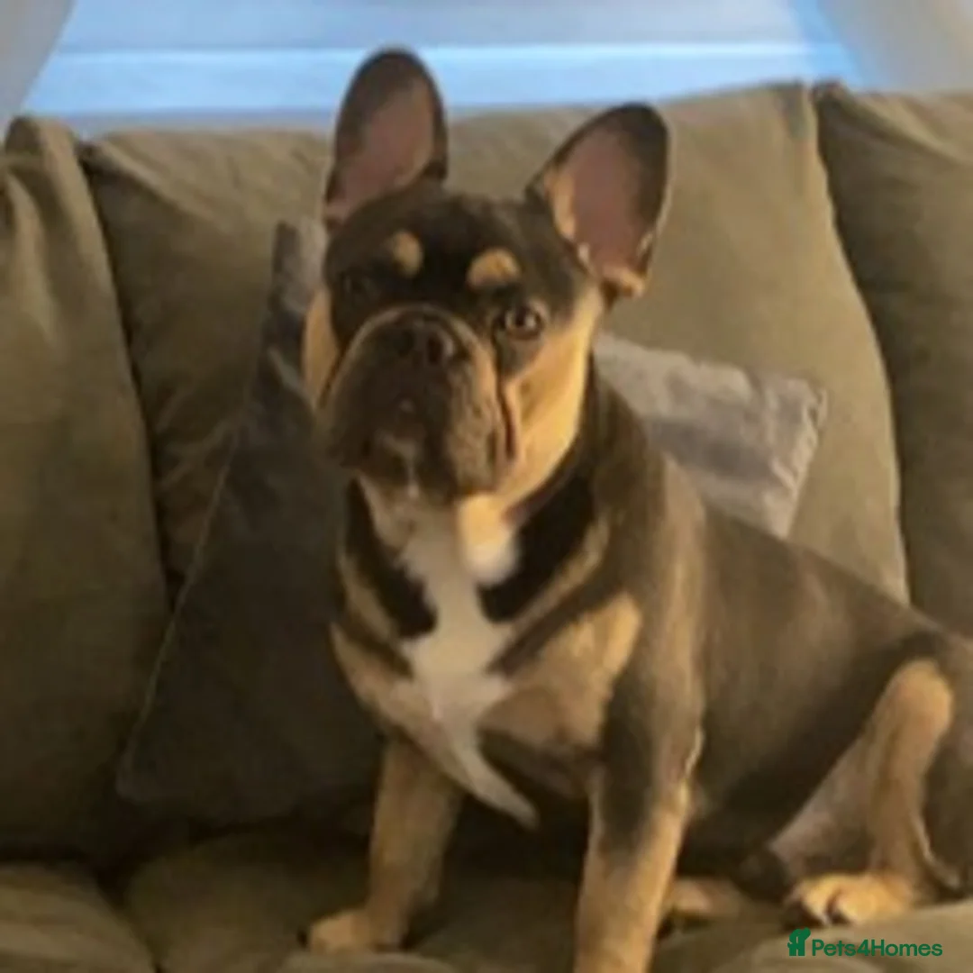 French Bulldog dogs for stud: BRUCE blue and tan french bulldog in Sheffield - Advert 6