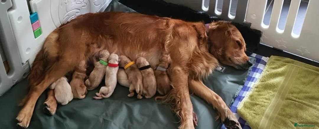 Golden Retriever dogs for stud: Sam. Available for Stud in Swansea - Advert 3