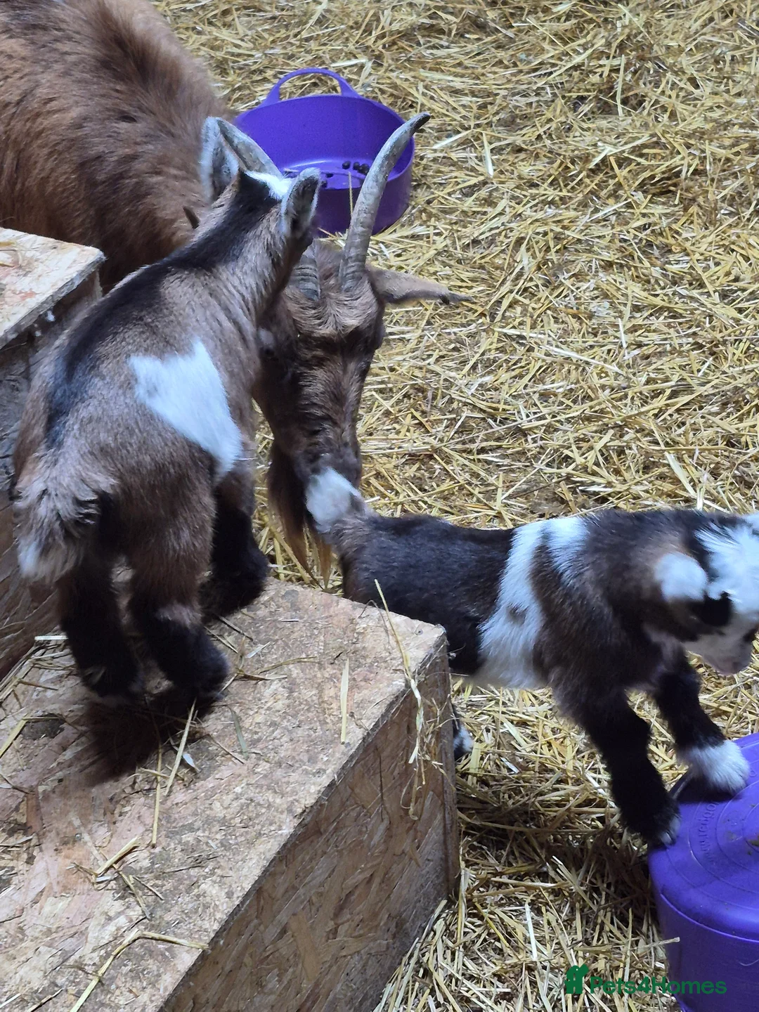 Goats livestock for sale: Stunning pygmy goat kids - Advert 10