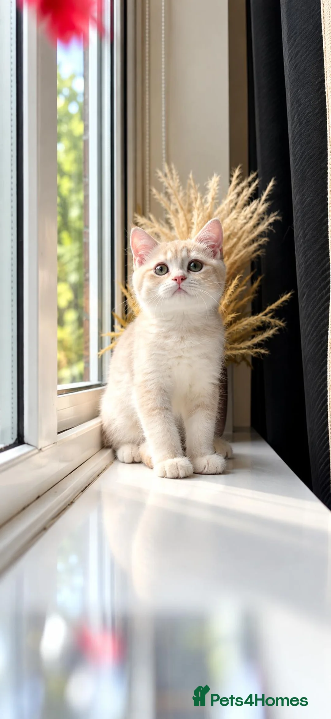 British Shorthair cats for sale: Rare Gorgeous GCCF Lilac & Chocolate Golden Kitten - Advert 1