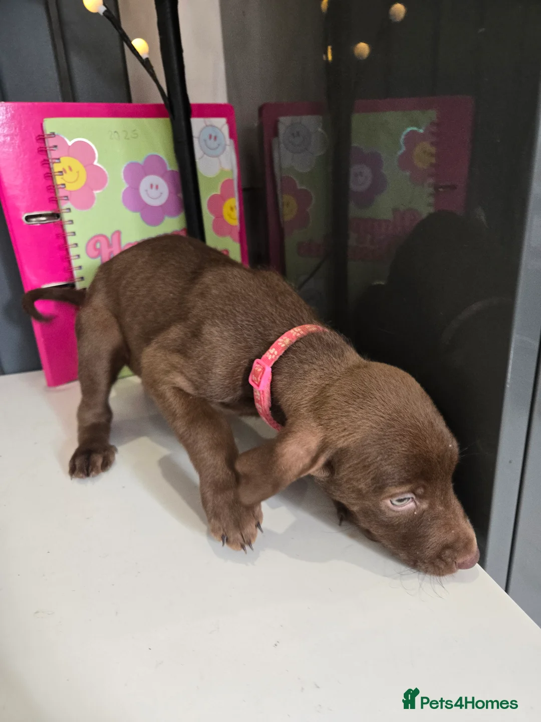 Mixed Breed dogs for sale: Doberman x Weimaraner Cross - Advert 9