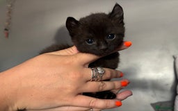 Mixed Breed cats for sale: Sphynx cross kittens - Image 5