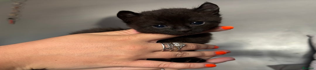 Mixed Breed Kitten 5