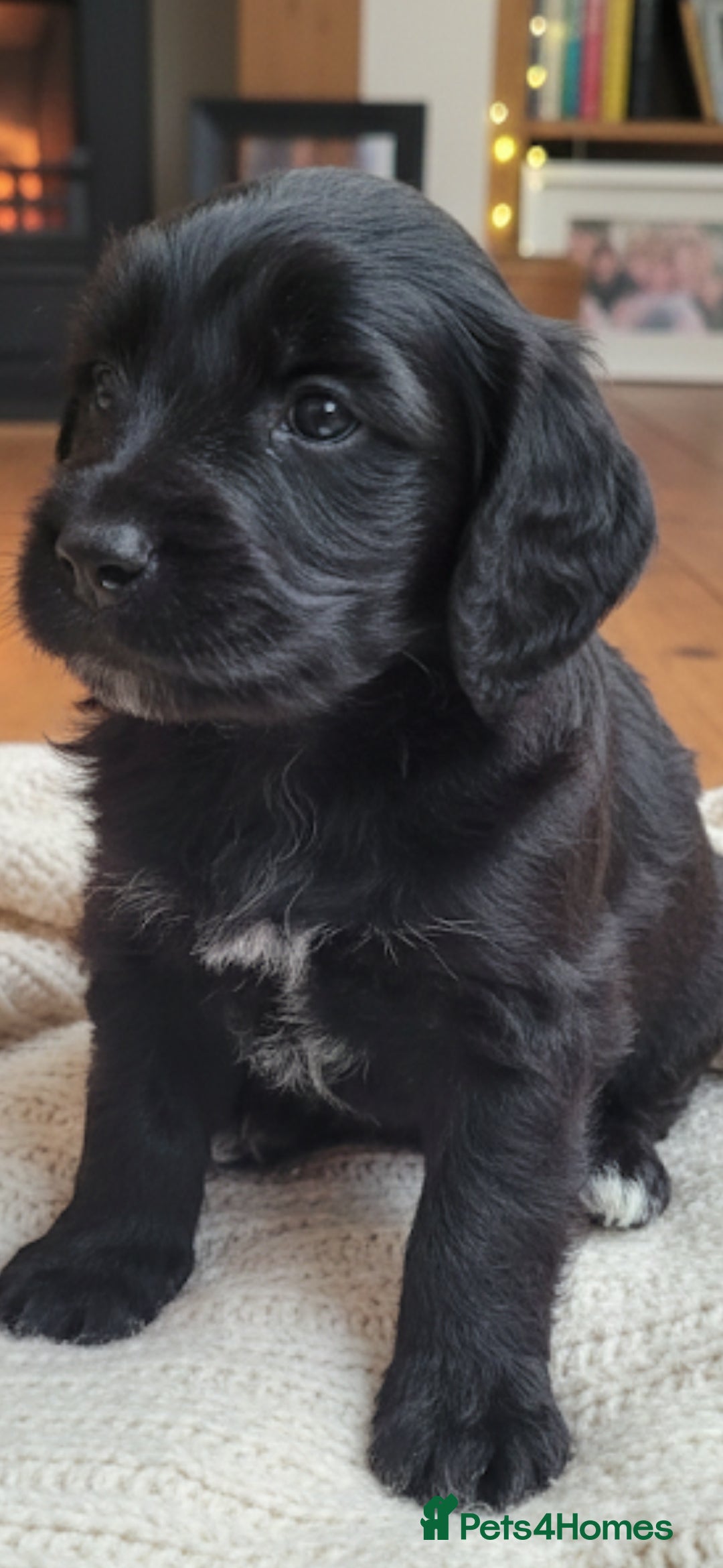 Cockapoo dogs for sale: Gorgeous cockapoo puppies available  - Advert 5