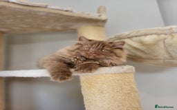 British Longhair cats for sale: Stunning Cinnamon Tica Registered Boy - Image 14