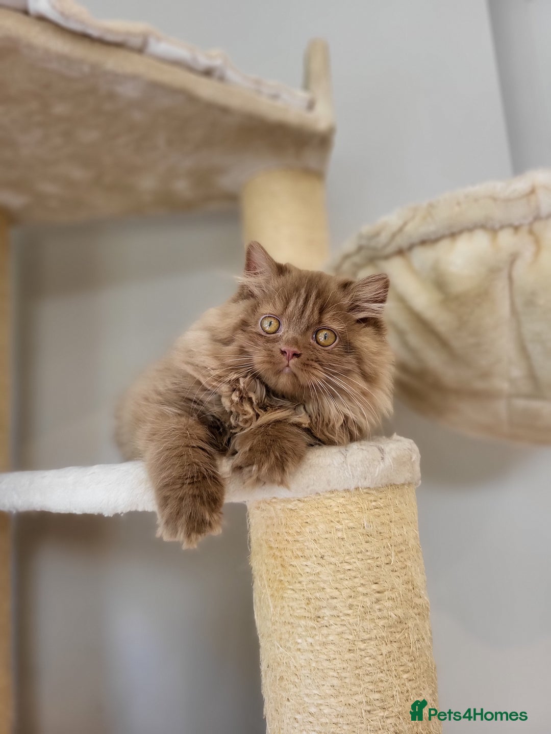 British Longhair cats for sale: Stunning Cinnamon Tica Registered Boy - Image 14