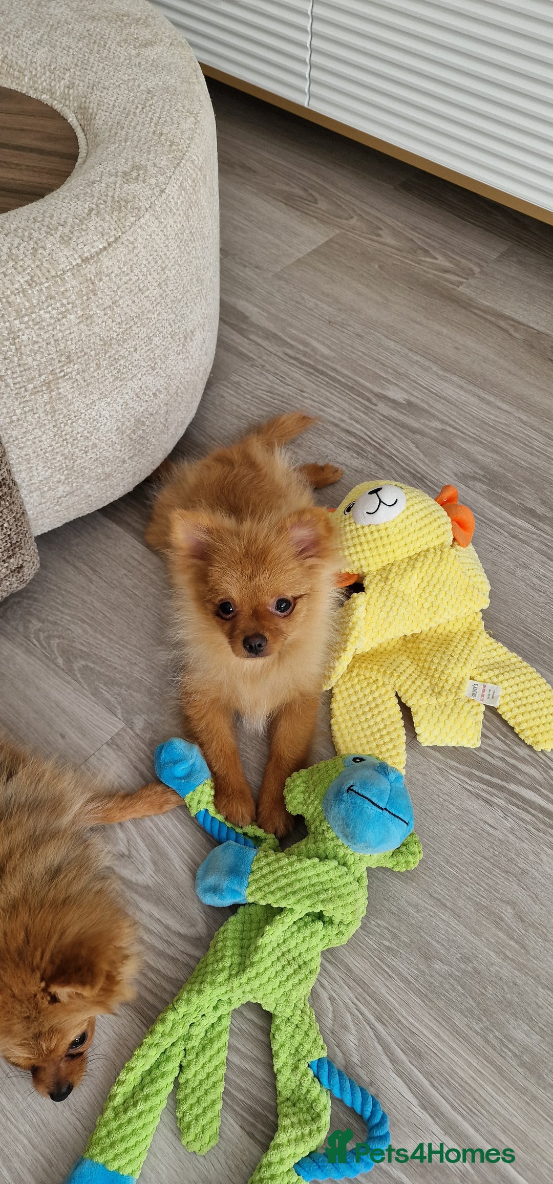 Pomeranian dogs for sale: Beautiful 5-Month-Old Pomeranian Girl for Sale  - Image 4