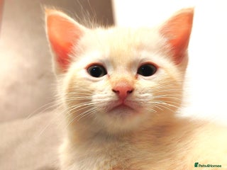 Ragdoll cats Gorgeous Tonkdoll kittens - Advert 6