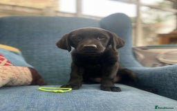 Goldador dogs for sale: Golden retriever x Labrador Retriever puppies - Image 2