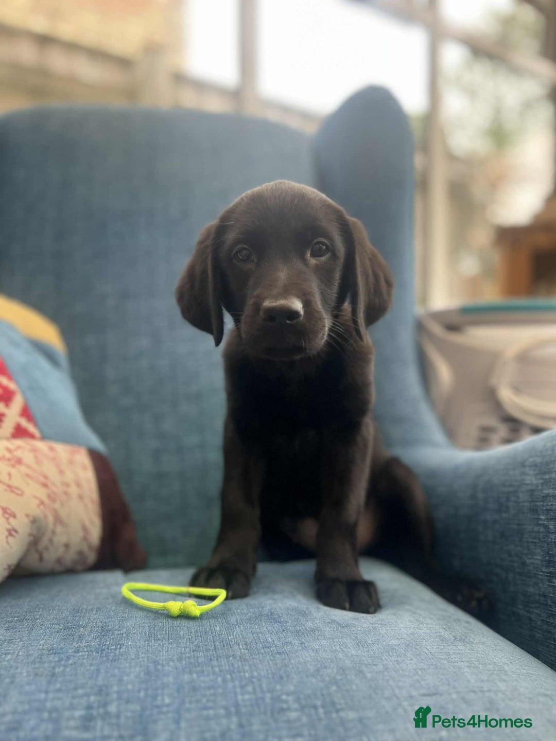 Goldador dogs for sale: Golden retriever x Labrador Retriever puppies - Image 2