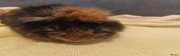 Guinea Pig rodents for sale: Two guinea pig boys for sale  - Advert 3