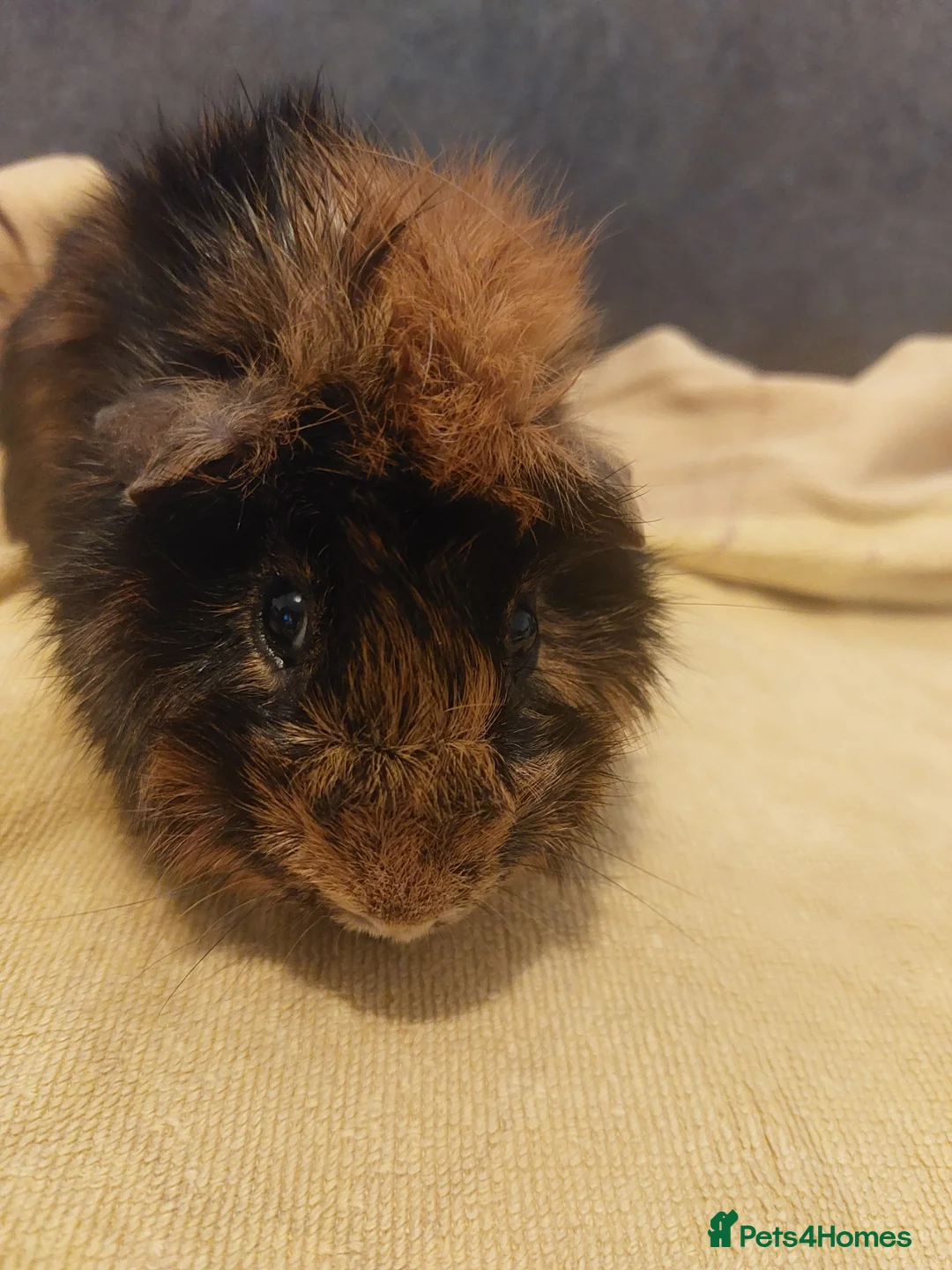 Guinea Pig rodents for sale: Two guinea pig boys for sale  - Advert 3