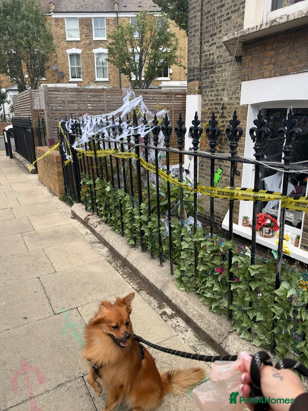 Pomchi dogs for sale: 5 years old pomchi  in London - Advert 2