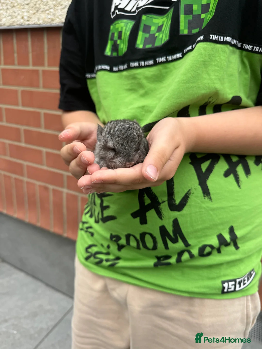 Mixed Breed rodents for sale: Little boy  - Advert 2