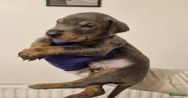 Dobermann dogs - Advert 6