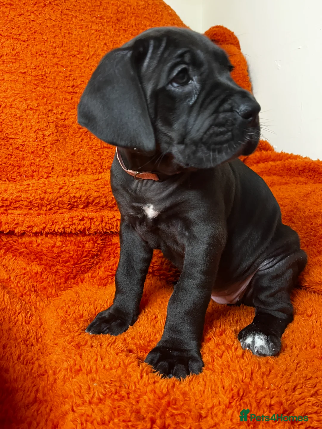 Cane Corso dogs for sale: Cane Corso Puppies  - Advert 5