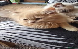 British Longhair cats for sale: British longhair/free - Image 3