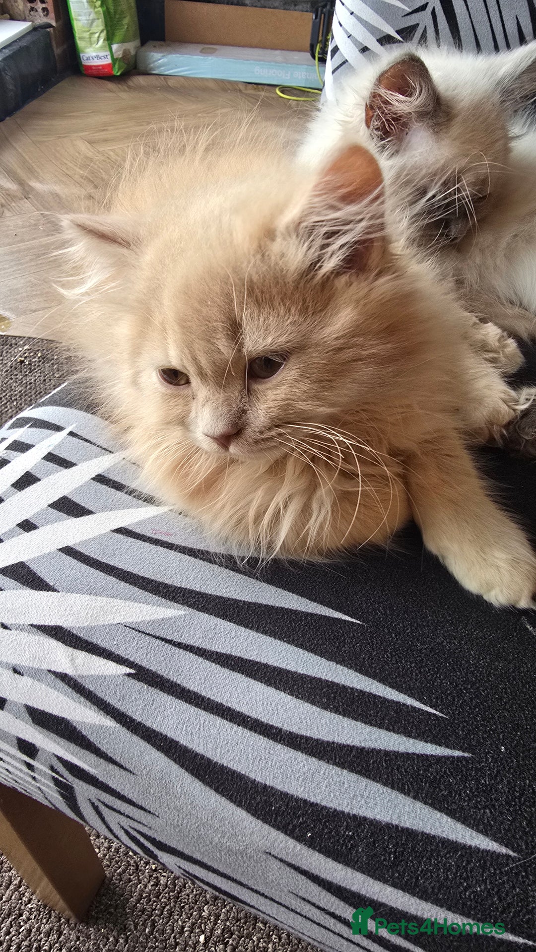 British Longhair cats for sale: British longhair/free - Image 3
