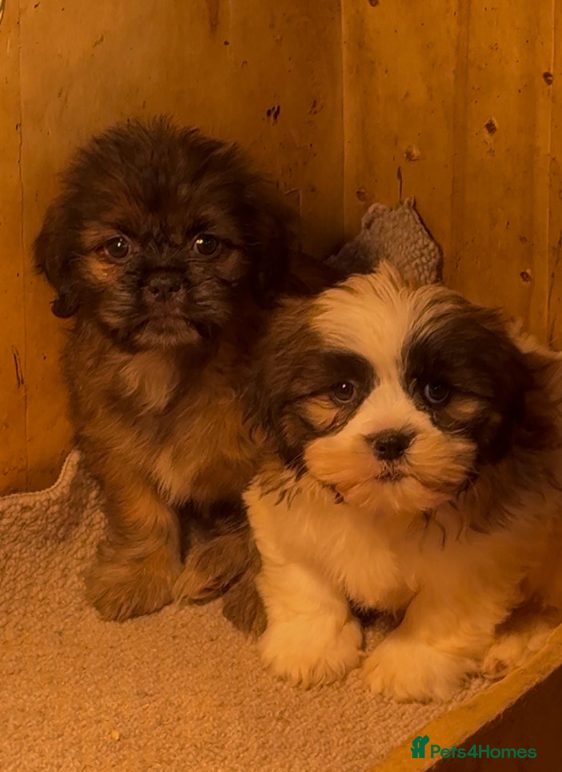 Mixed Breed dogs 2 shih tzu x - Advert 2