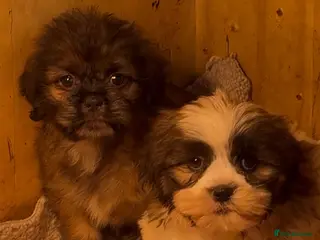 Mixed Breed dogs 2 shih tzu x - Advert 2