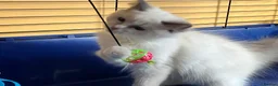 Ragdoll cats for sale: GCCF Сhampion Bloodline Ragdoll 5 GenPedigree 🏆🌟 - Advert 9