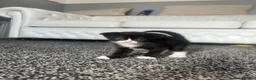 Scottish Fold cats for sale: 2 Scottish fold kittens in London - Advert 6