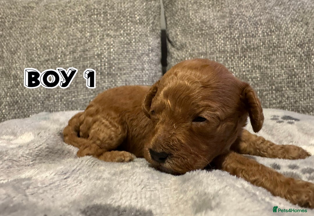Cavapoo dogs for sale: F2 Toy Cavapoo puppies - Advert 5