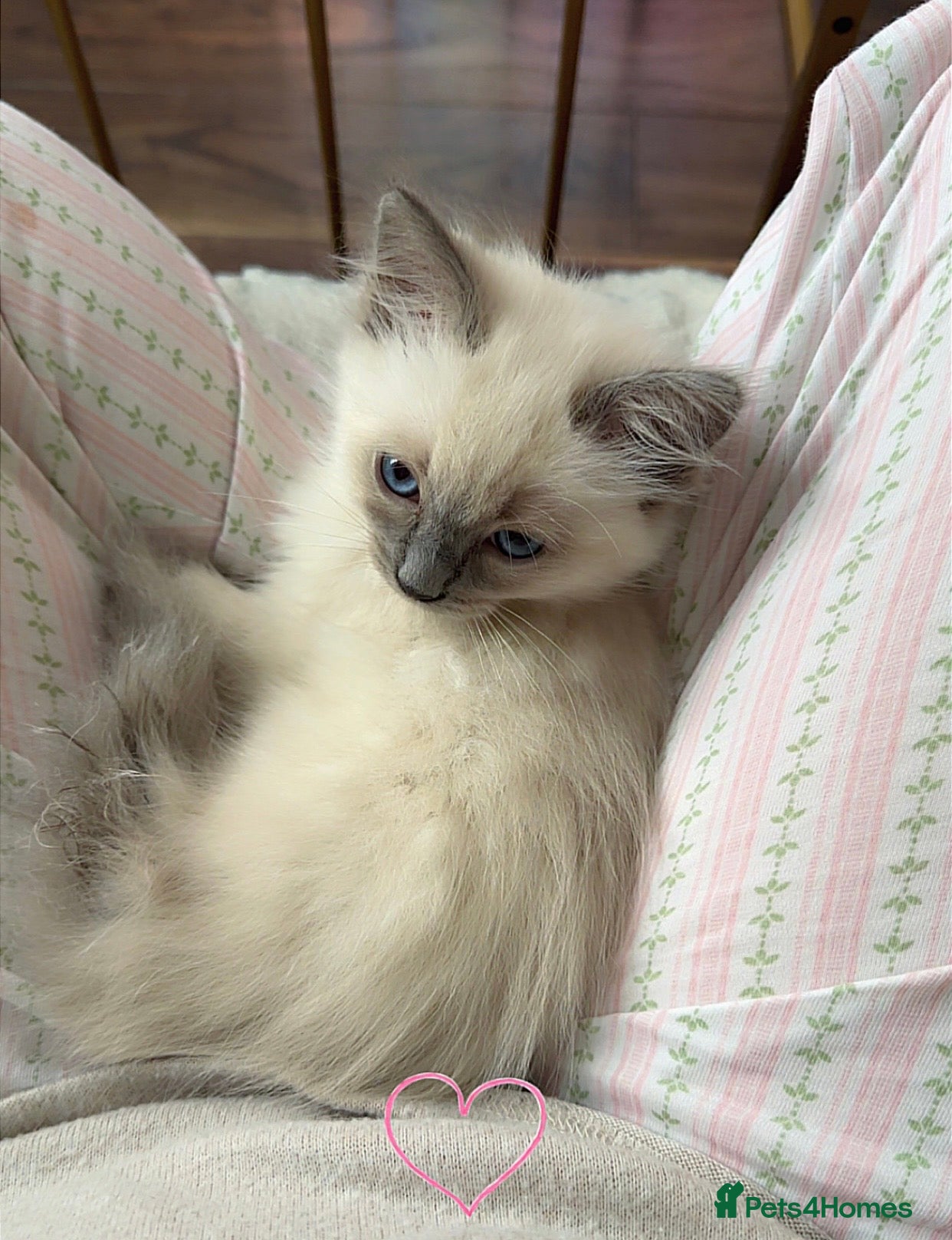 Ragdoll cats Purebred ragdoll kitten in London - Advert 1