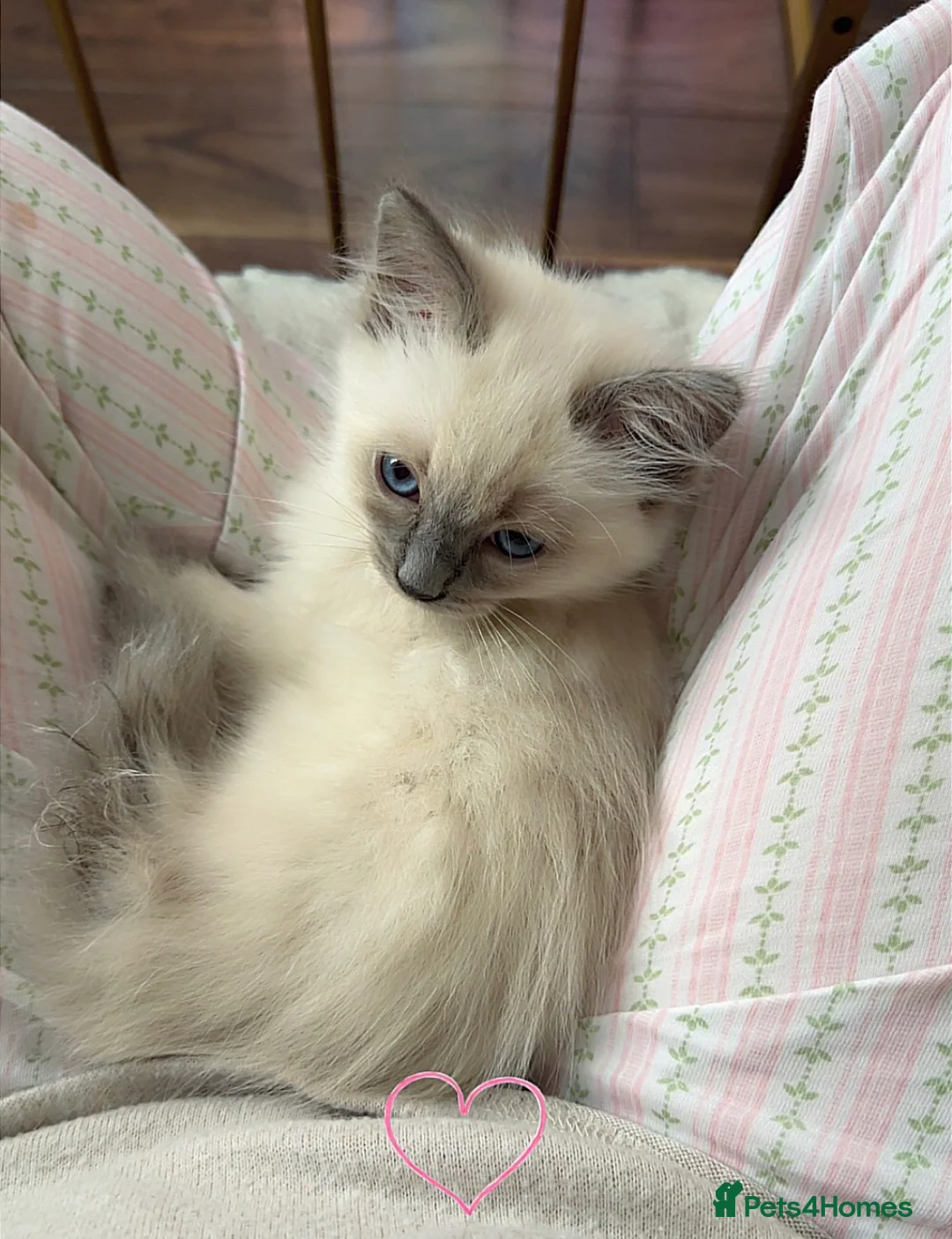 Ragdoll cats for sale: Purebred ragdoll kitten in London - Advert 1