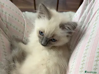 Ragdoll cats Purebred ragdoll kitten in London - Advert 1