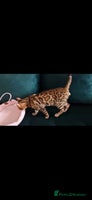Bengal cats Active Tica registered boy😍 - Advert 2