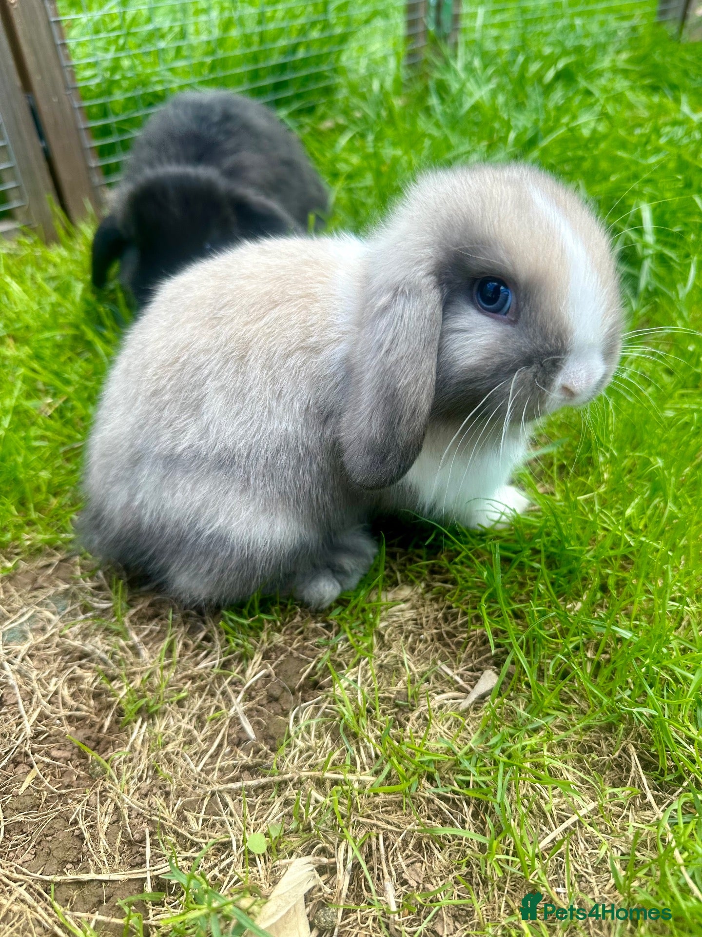 Mini Lop rabbits 8 week old Mini Lop doe - Advert 2
