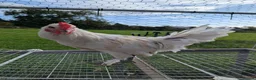 Chickens poultry for sale: Mixed Emerald and Bantam Sablepoot cockerel in Clevedon - Advert 4