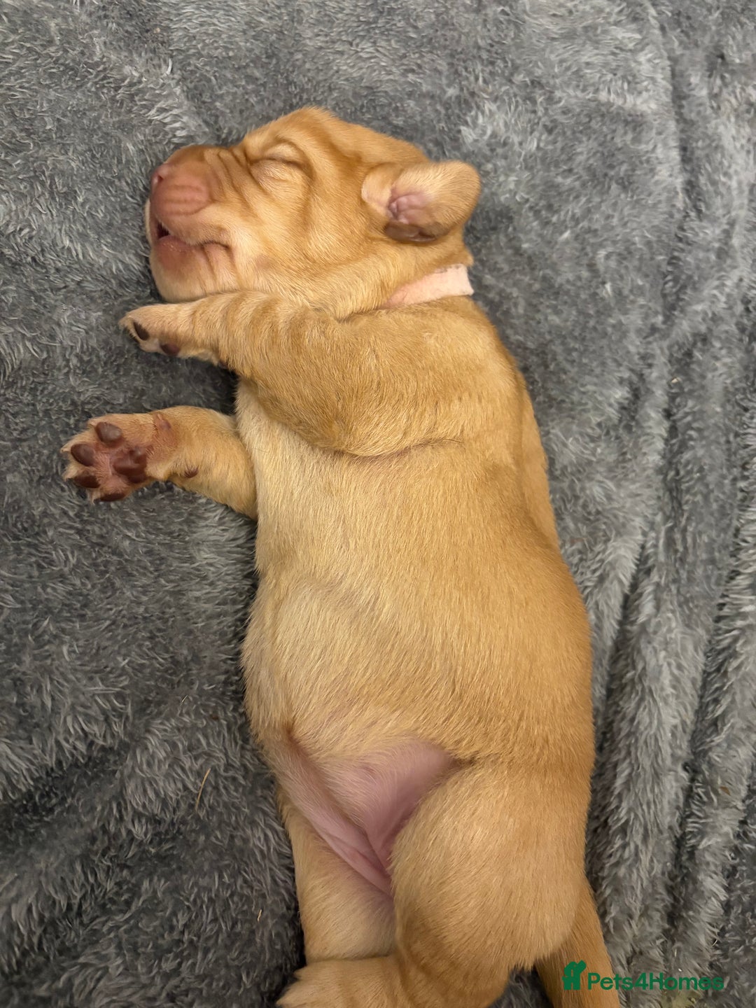 Cockerdor dogs for sale: labrador/ cockerdor Puppies  - Advert 13