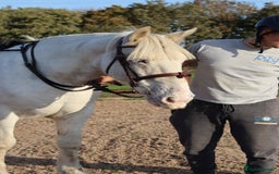 Irish Cob horses for sale: 16hh ex trekking cob mare  - Image 5