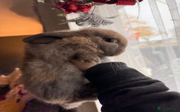 Mini Lop rabbits for sale: Mini Lop Bunnies - Image 3