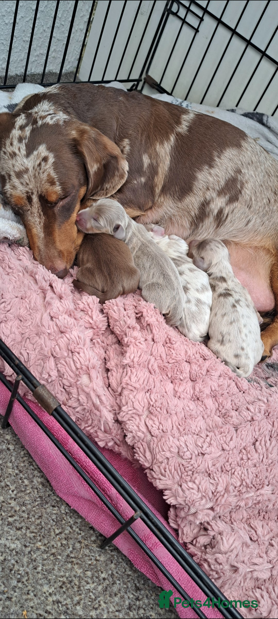 Miniature Dachshund dogs for sale: Miniature dachshund  - Advert 5