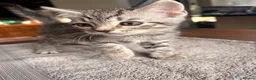 Mixed Breed cats for sale: 5 Beautifl kittens for sale  - Advert 10