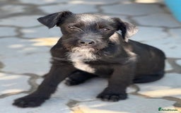 Mixed Breed dogs for adoption: LION - a Lovely young Boy, for a Loving Home - Image 6