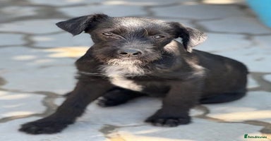 Mixed Breed dogs LION - a Lovely young Boy, for a Loving Home - Advert 3