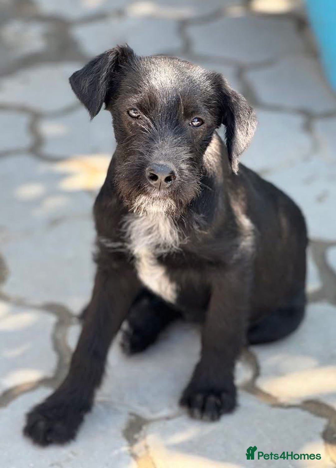 Mixed Breed dogs for adoption: LION - a Lovely young Boy, for a Loving Home - Image 6