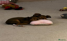 Russian Toy Terrier dogs for sale: Russian Toy puppies from show lines  - Image 3