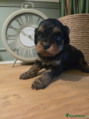 Cavapoo dogs - Advert 4