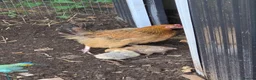 Chickens poultry for sale: 4 straight run chicks available - Advert 6