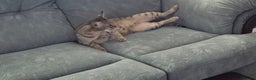 Savannah cats for sale: My Girl needs a new home - Advert 7