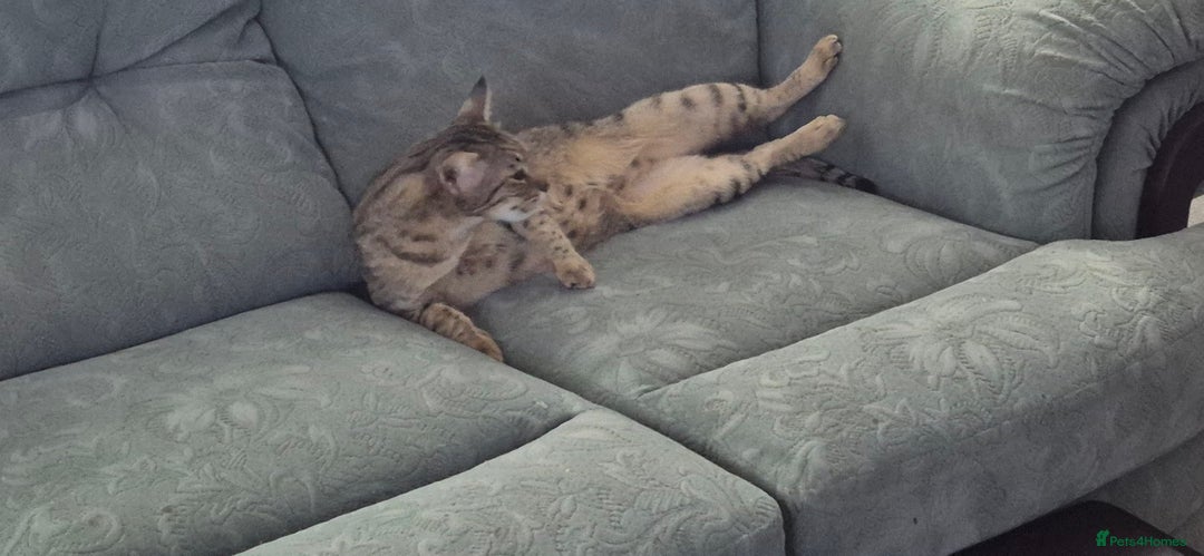 Savannah cats for sale: My Girl needs a new home - Advert 7