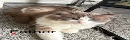 Ragdoll cats for sale: 5 Ragdoll Kittens For Sale - Advert 22