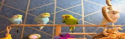Budgerigars birds for sale: Budgies for sale with cage - Advert 5