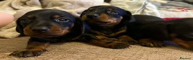 Dachshund Puppy 2
